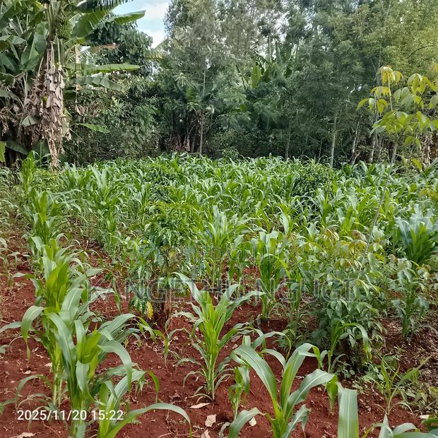 50 X 100 Residential Plot Nyautu, Tinganga - thumbnail 8