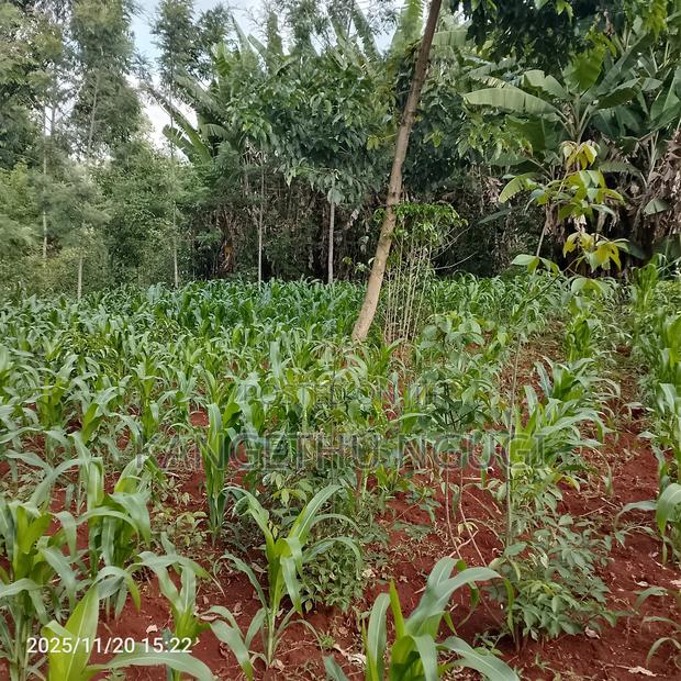 50 X 100 Residential Plot Nyautu, Tinganga - thumbnail 9