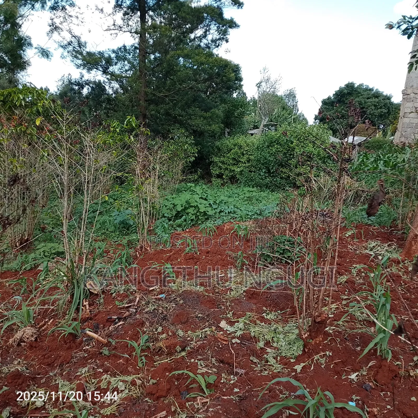 50x100 Plot Ikinu