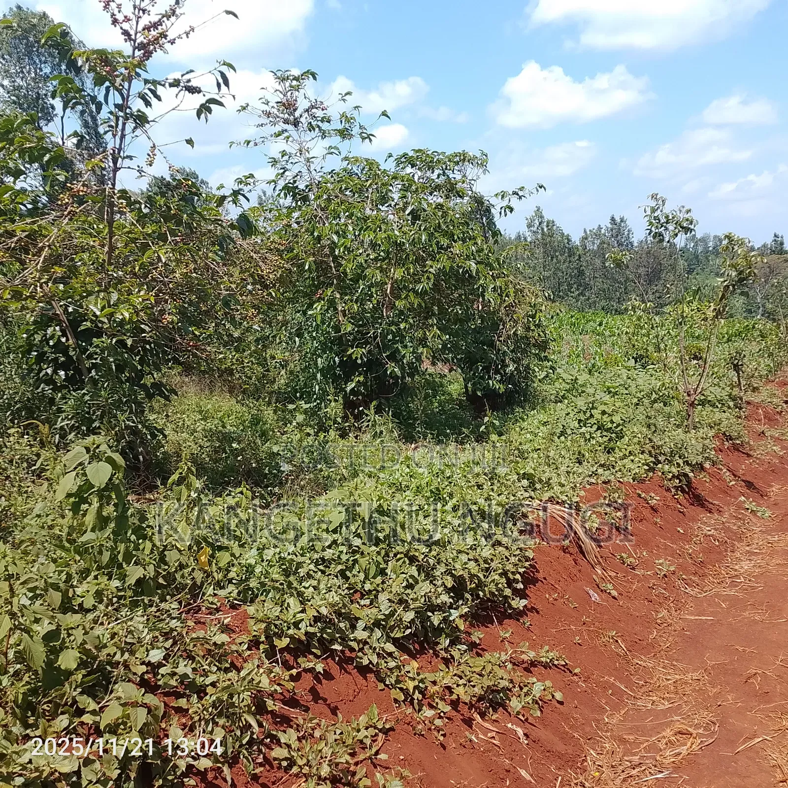50x100 Plot Ikinu