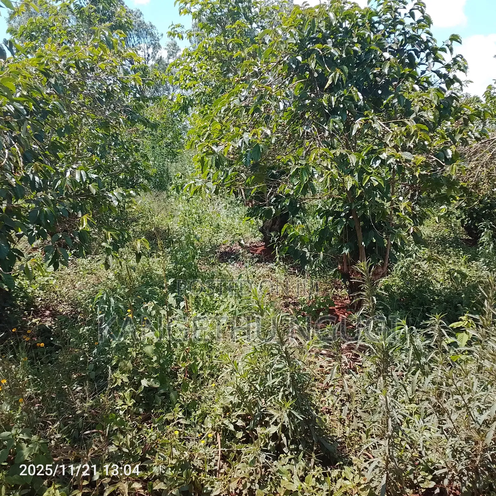 50x100 Plot Ikinu
