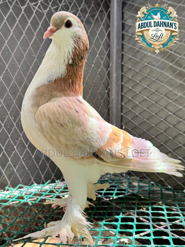 Rare Almond Lahore Shirazy Male