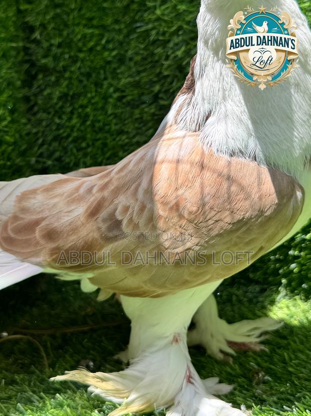 Lahore Male Top Quality Shiraz - thumbnail 4