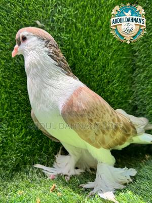 Lahore Male Top Quality Shiraz - thumbnail 2
