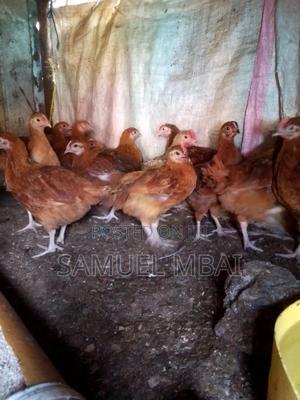 5 Weeks Sasso Chicks - thumbnail 2