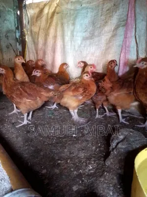 5 Weeks Sasso Chicks