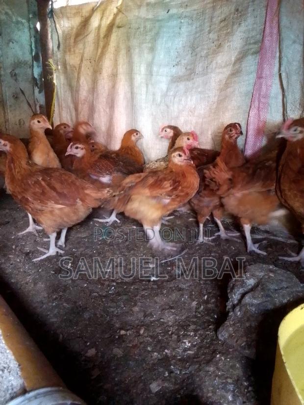 5 Weeks Sasso Chicks - main view