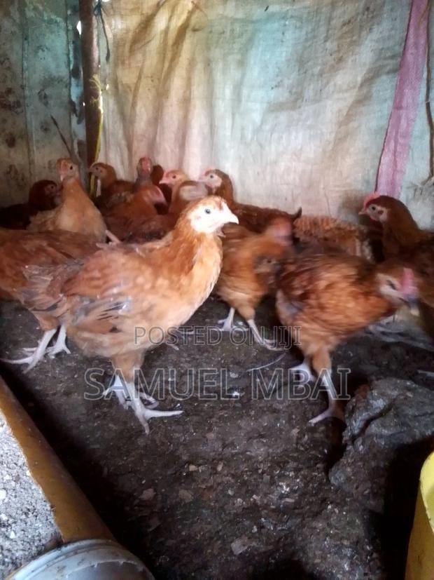 5 Weeks Sasso Chicks - thumbnail 3