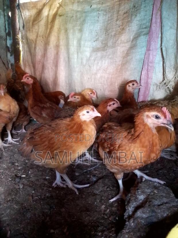 5 Weeks Sasso Chicks - thumbnail 4