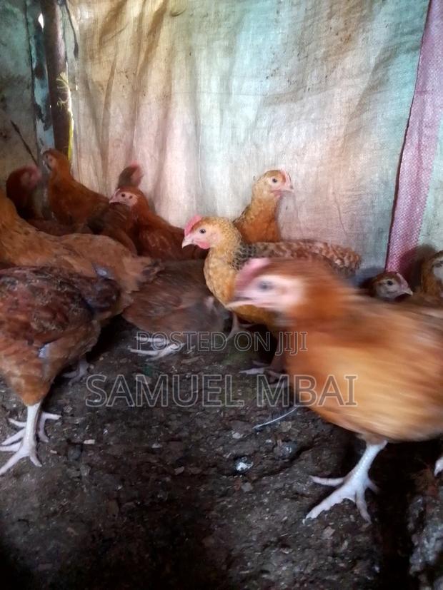 5 Weeks Sasso Chicks - thumbnail 5