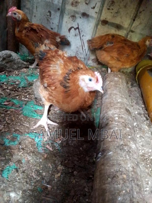 5 Weeks Sasso Chicks - thumbnail 6