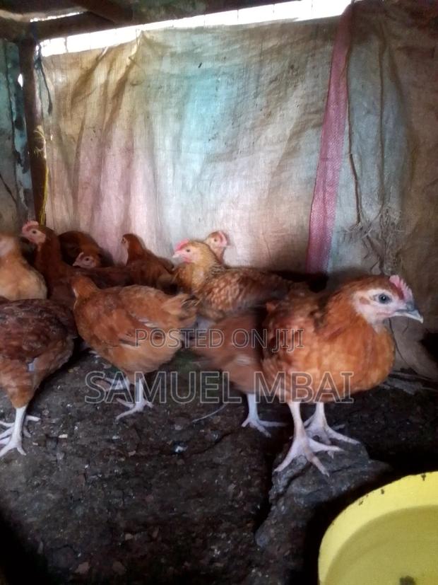 5 Weeks Sasso Chicks - thumbnail 7