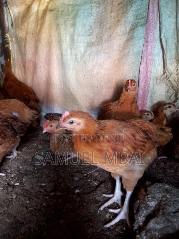 5 Weeks Sasso Chicks - thumbnail 8