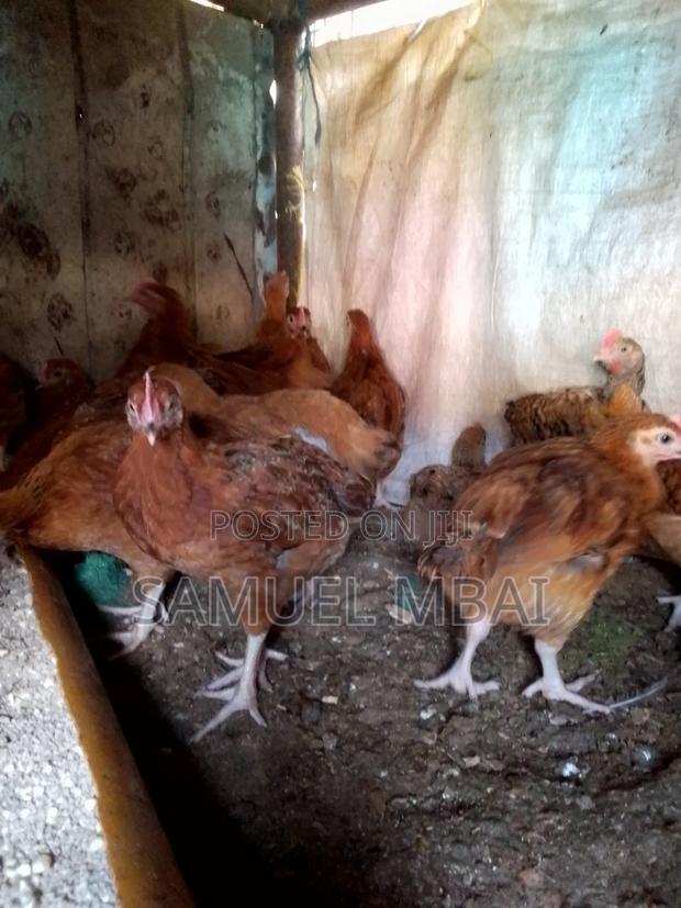 5 Weeks Sasso Chicks - thumbnail 9