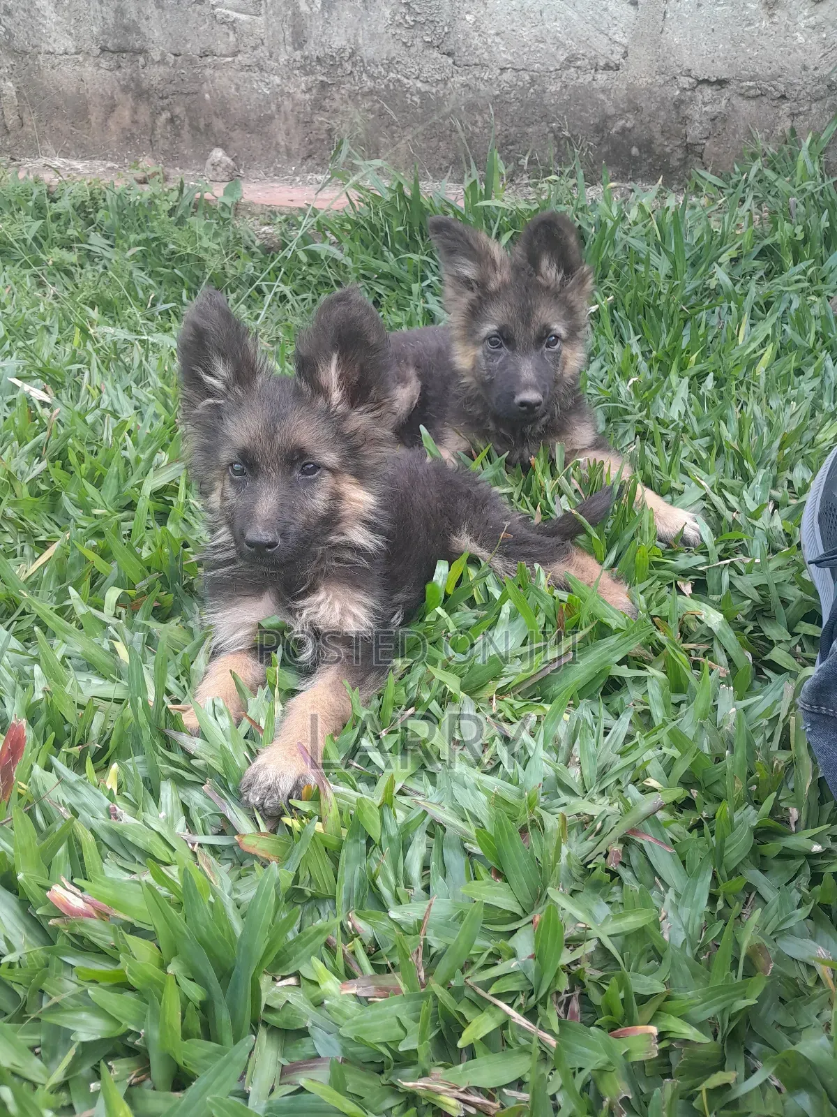 1-3 months Female Purebred German Shepherd