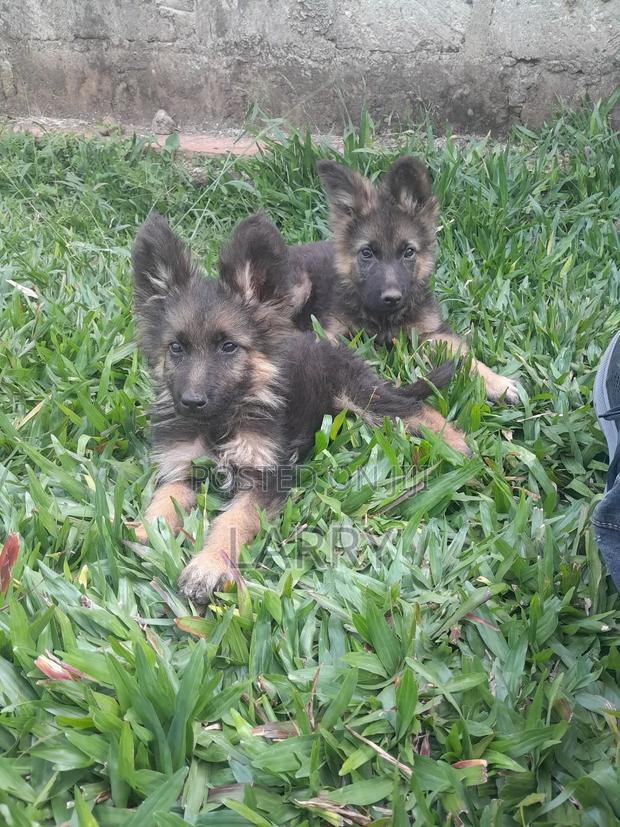 1-3 months Female Purebred German Shepherd