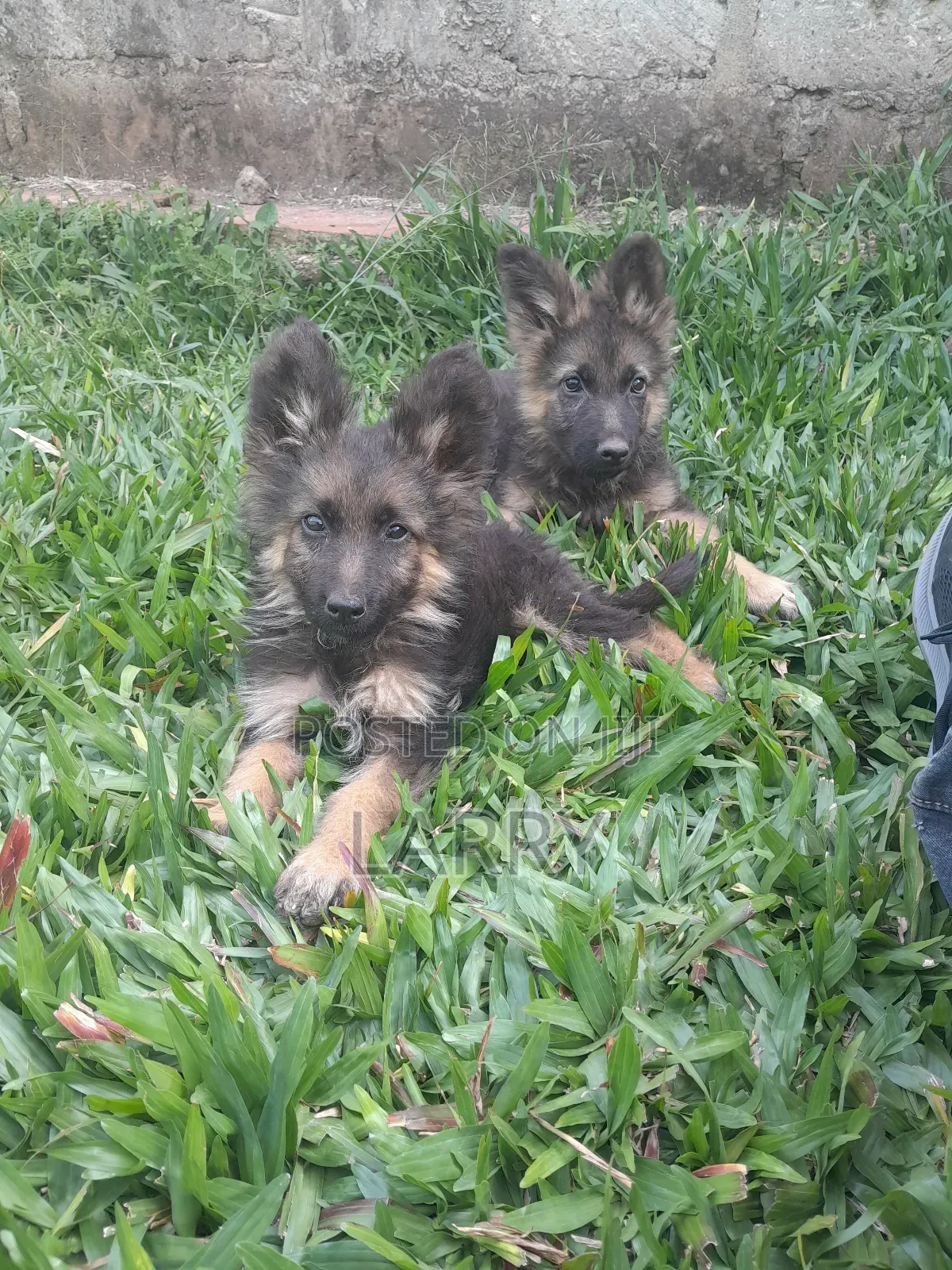 1-3 months Female Purebred German Shepherd