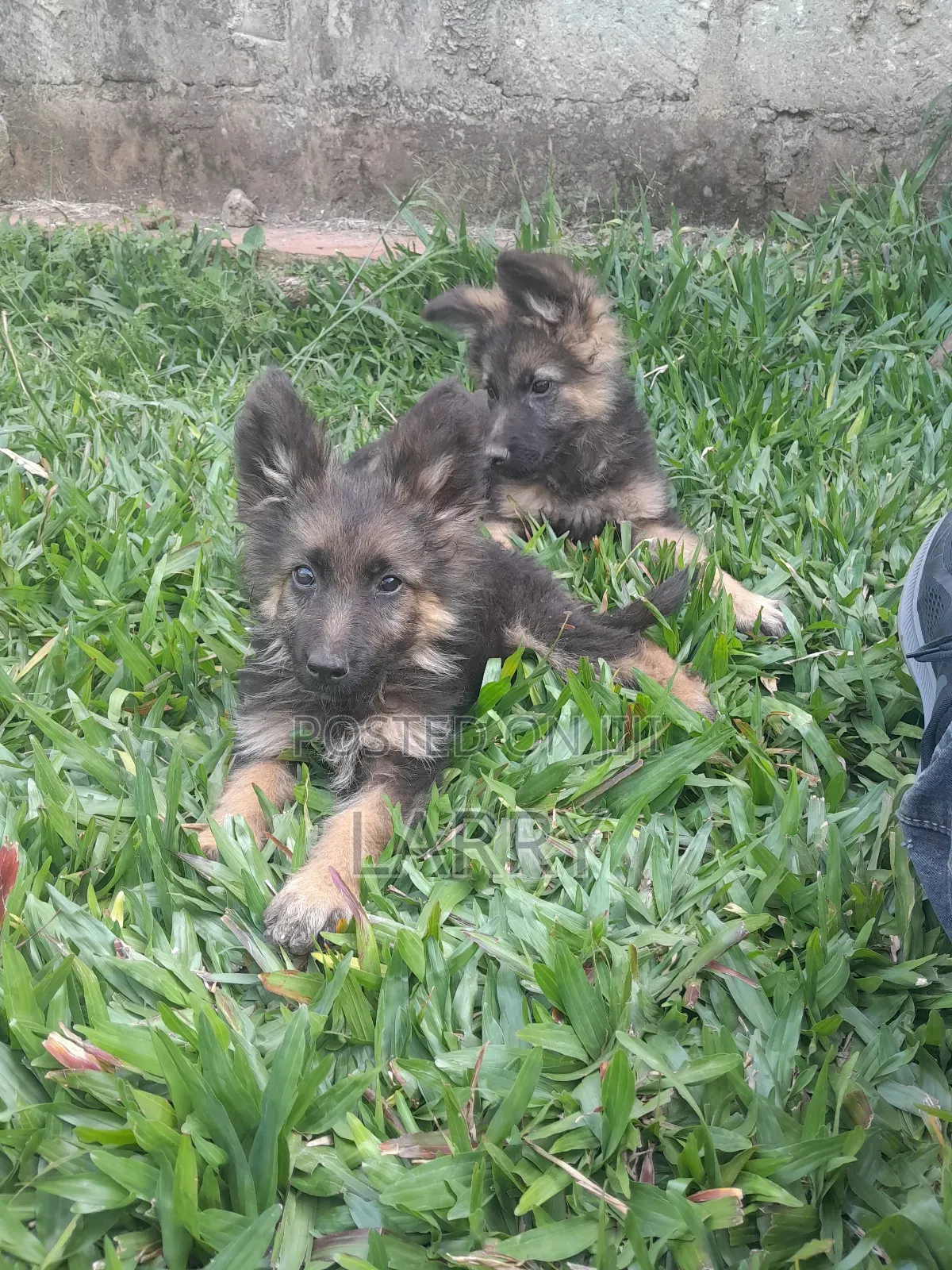 1-3 months Female Purebred German Shepherd