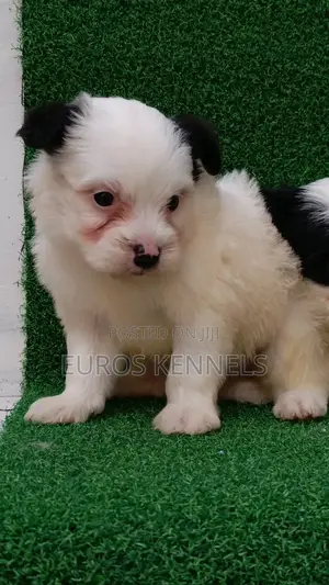 1-3 months Male Purebred Havanese