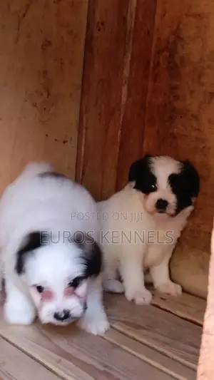 1-3 months Male Purebred Havanese