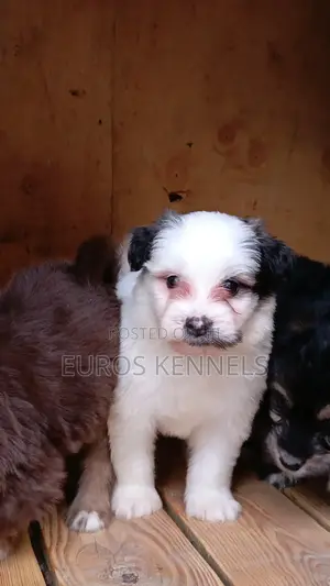 1-3 months Male Purebred Havanese