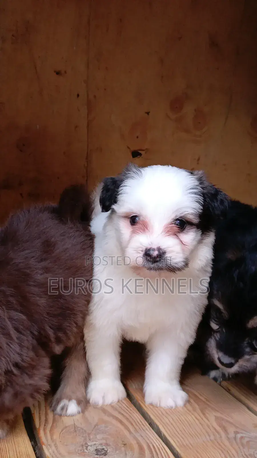 1-3 months Male Purebred Havanese