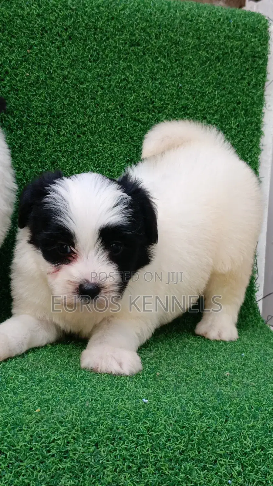 1-3 months Male Purebred Havanese