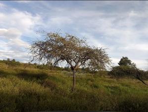 Land for Rent - thumbnail 2