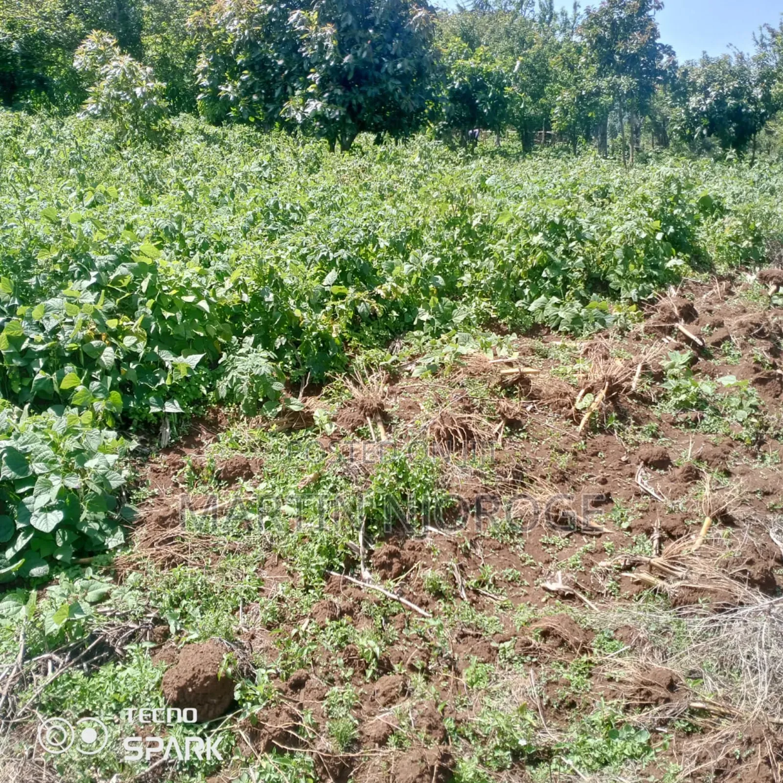 1 Acre Kinyogori