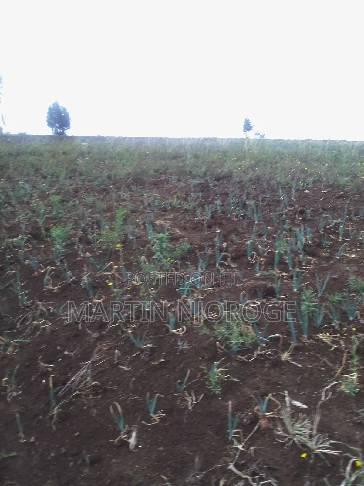 1 Acre Longonot