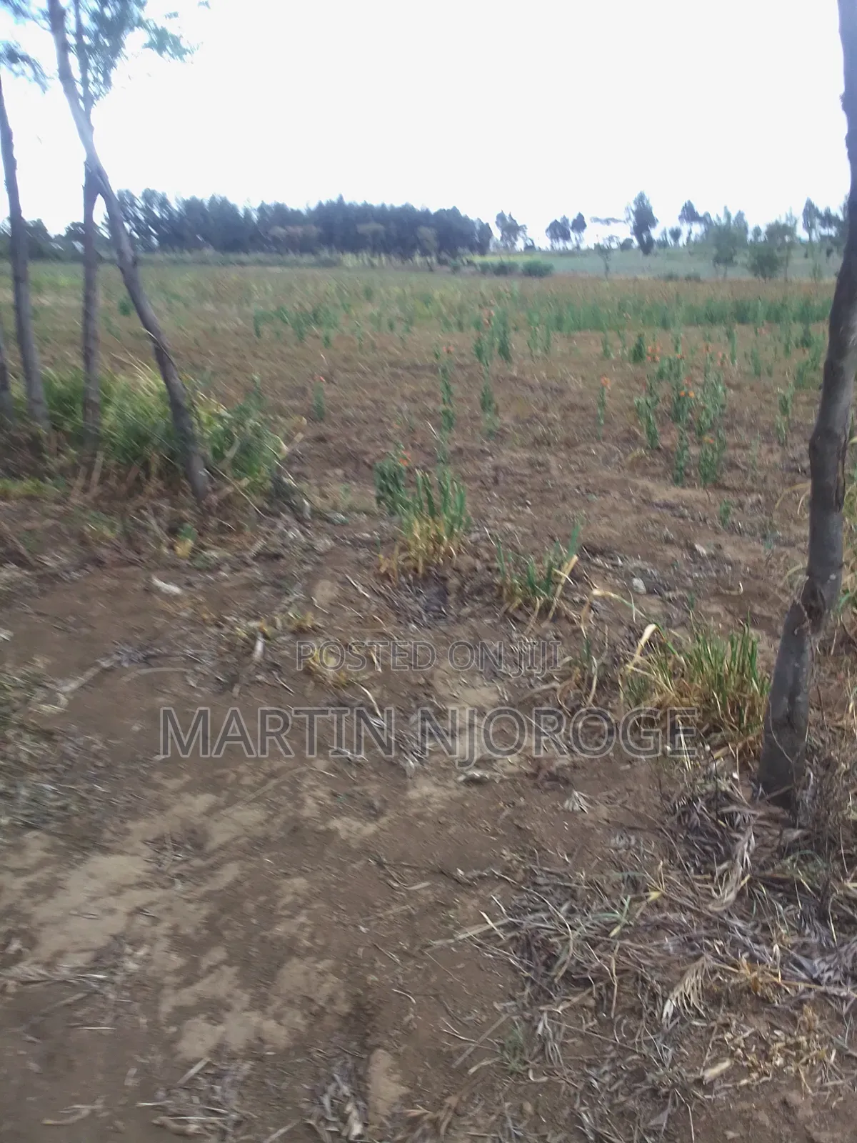 1 Acre Longonot