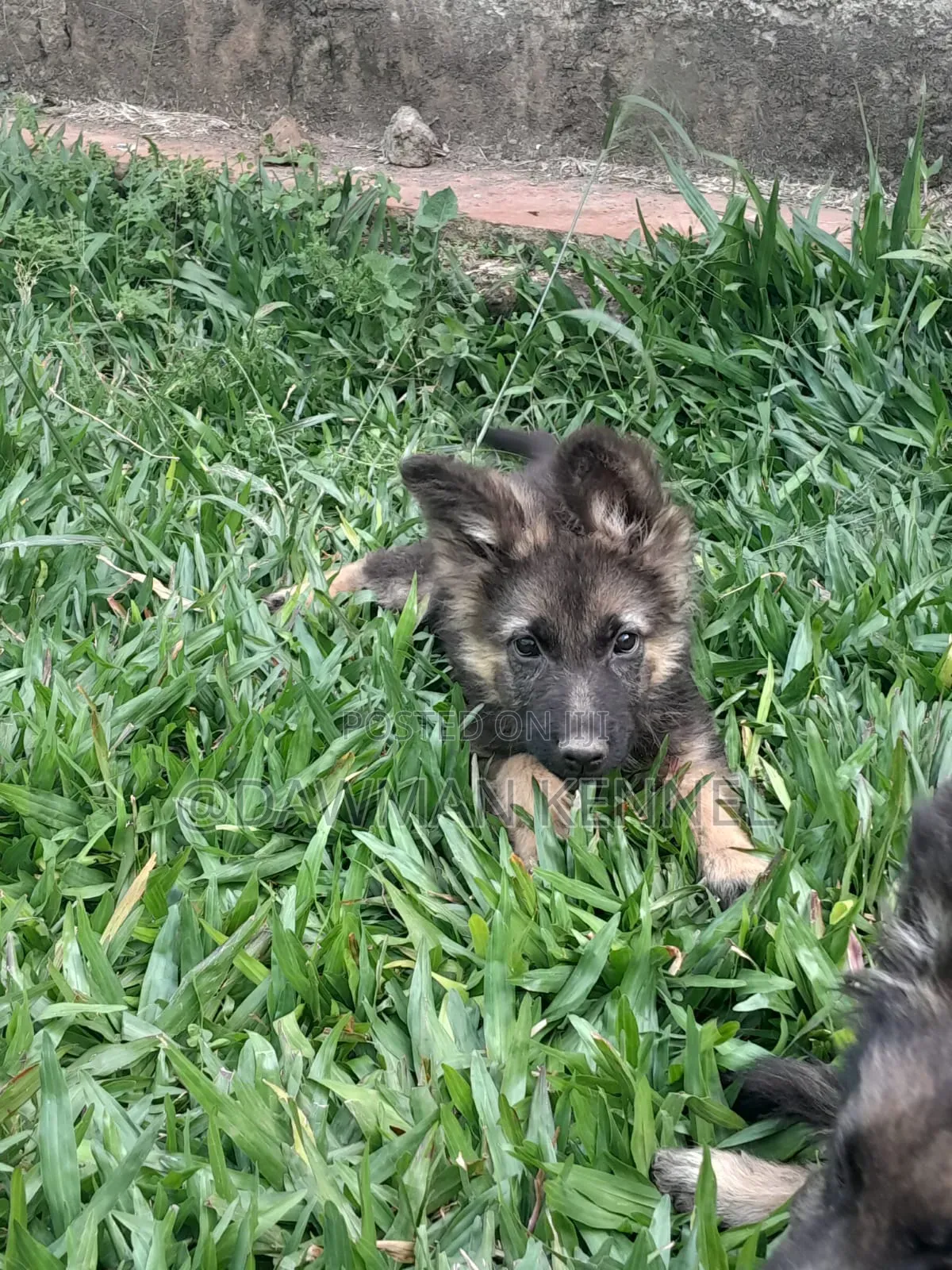 1-3 months Male Purebred German Shepherd