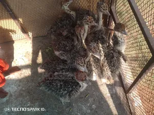 Ostrich Chicks