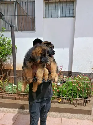 1-3 months Female Purebred German Shepherd