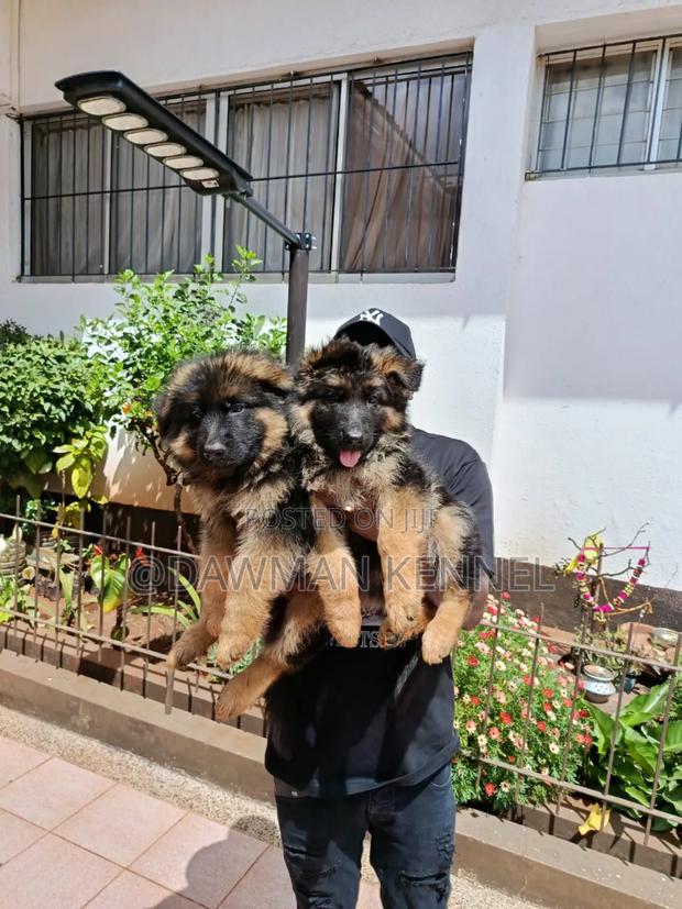 1-3 months Male Purebred German Shepherd - main view