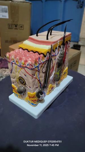 Giant Dermal Skin Model