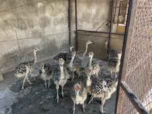 Ostrich Chicks For Sale - main view