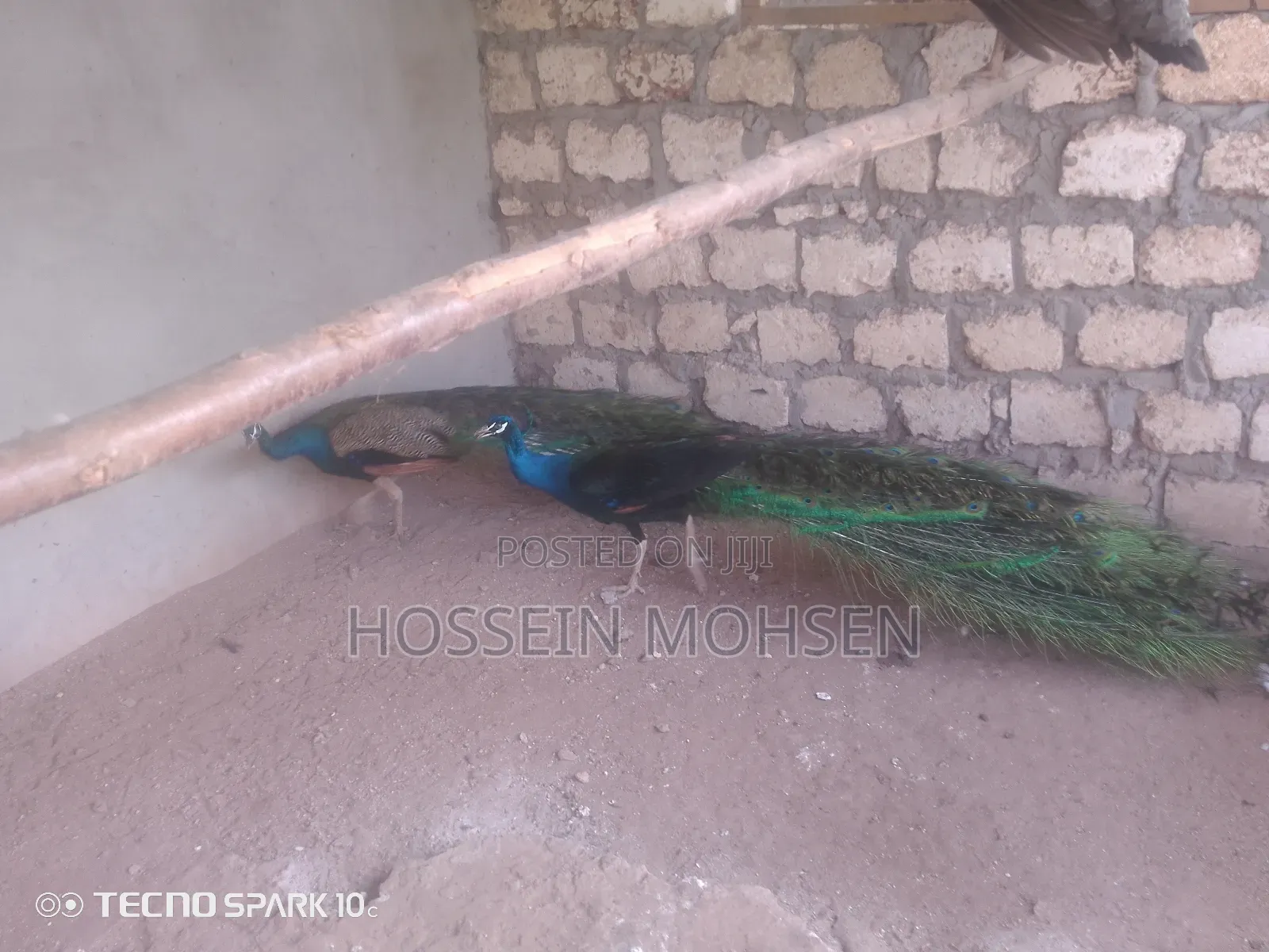 Indian Blue Peacock