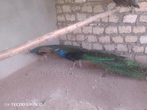 Indian Blue Peacock - thumbnail 2