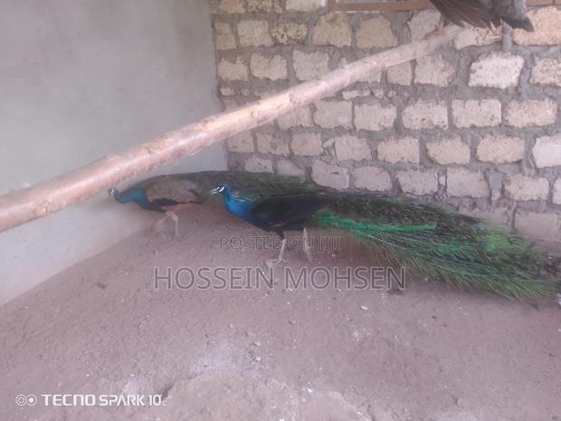 Indian Blue Peacock - main view