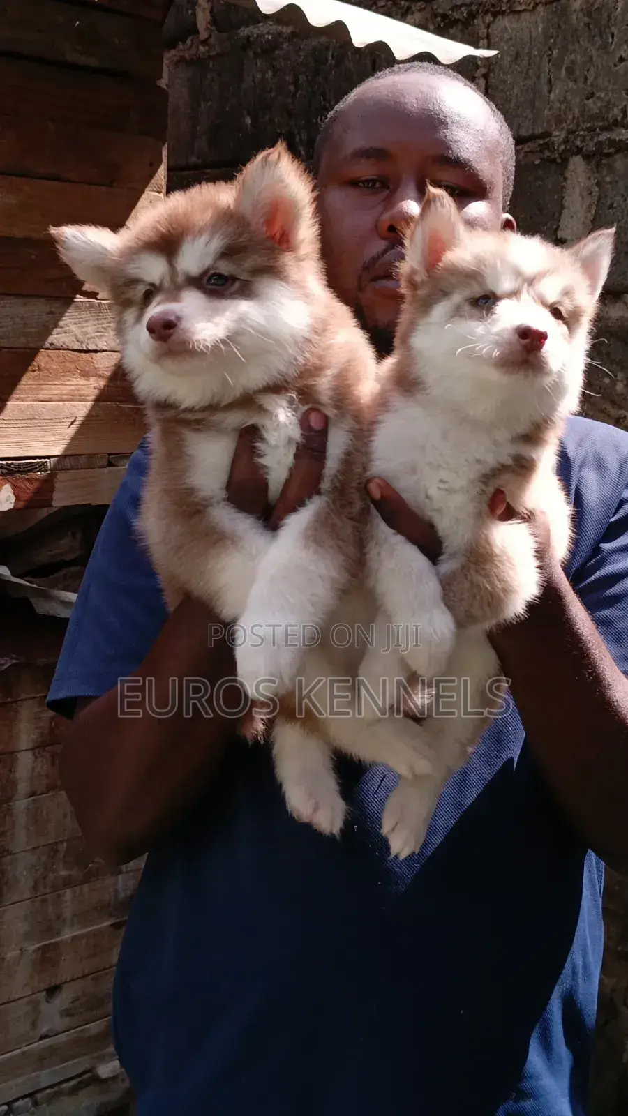 1-3 months Female Purebred Siberian Husky