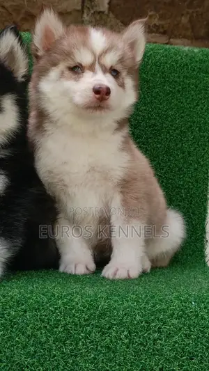 1-3 months Female Purebred Siberian Husky