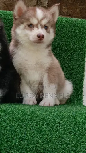 1-3 months Female Purebred Siberian Husky