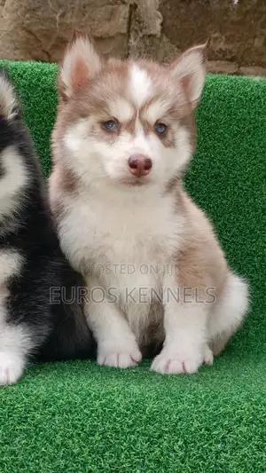 1-3 months Female Purebred Siberian Husky