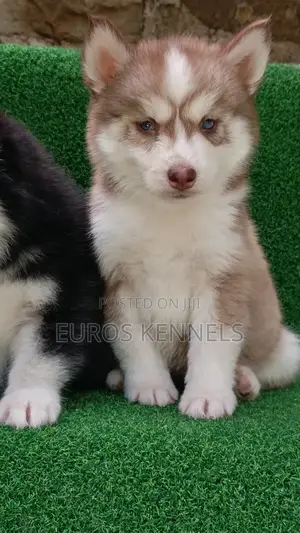 1-3 months Female Purebred Siberian Husky