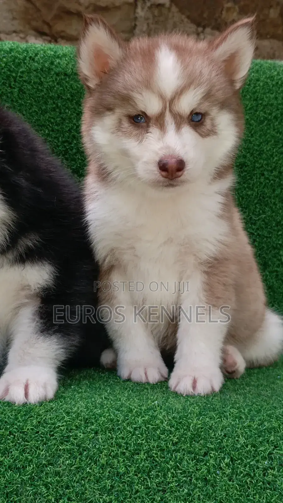 1-3 months Female Purebred Siberian Husky