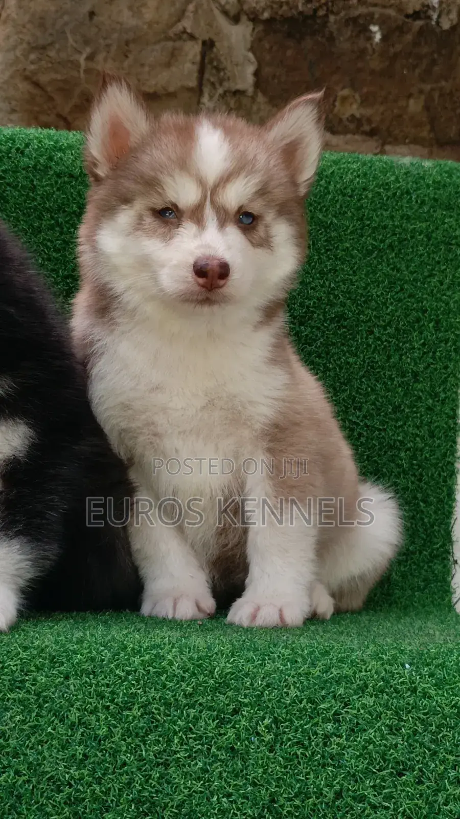 1-3 months Female Purebred Siberian Husky