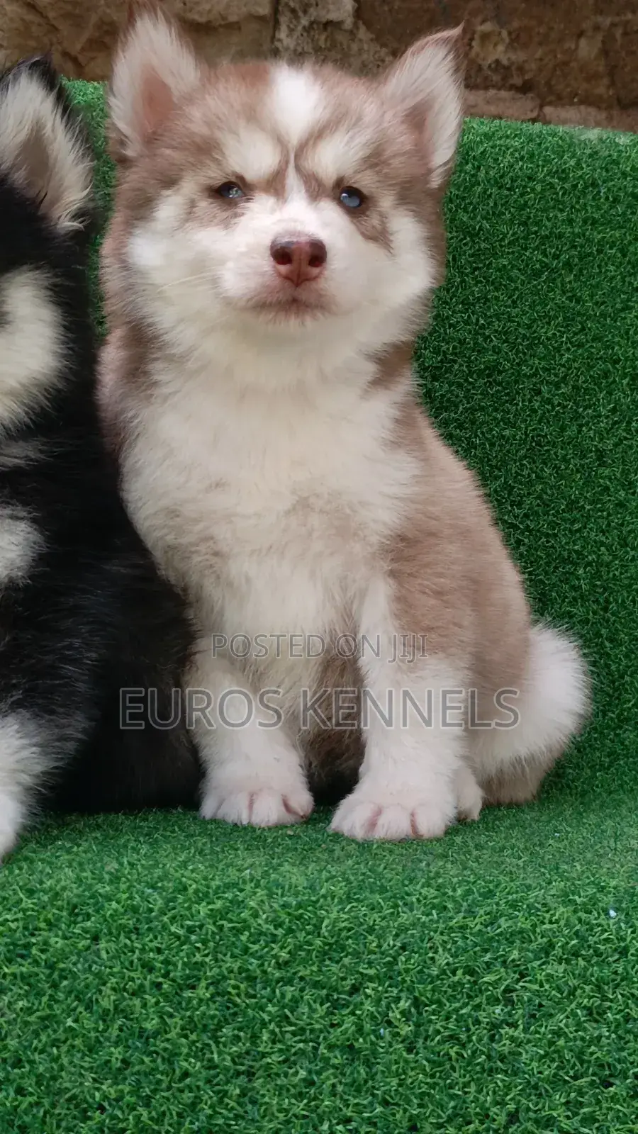 1-3 months Female Purebred Siberian Husky