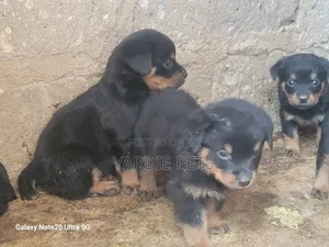 1-3 months Female Purebred Rottweiler