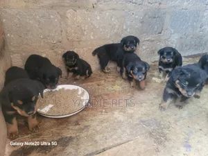 1-3 months Female Purebred Rottweiler
